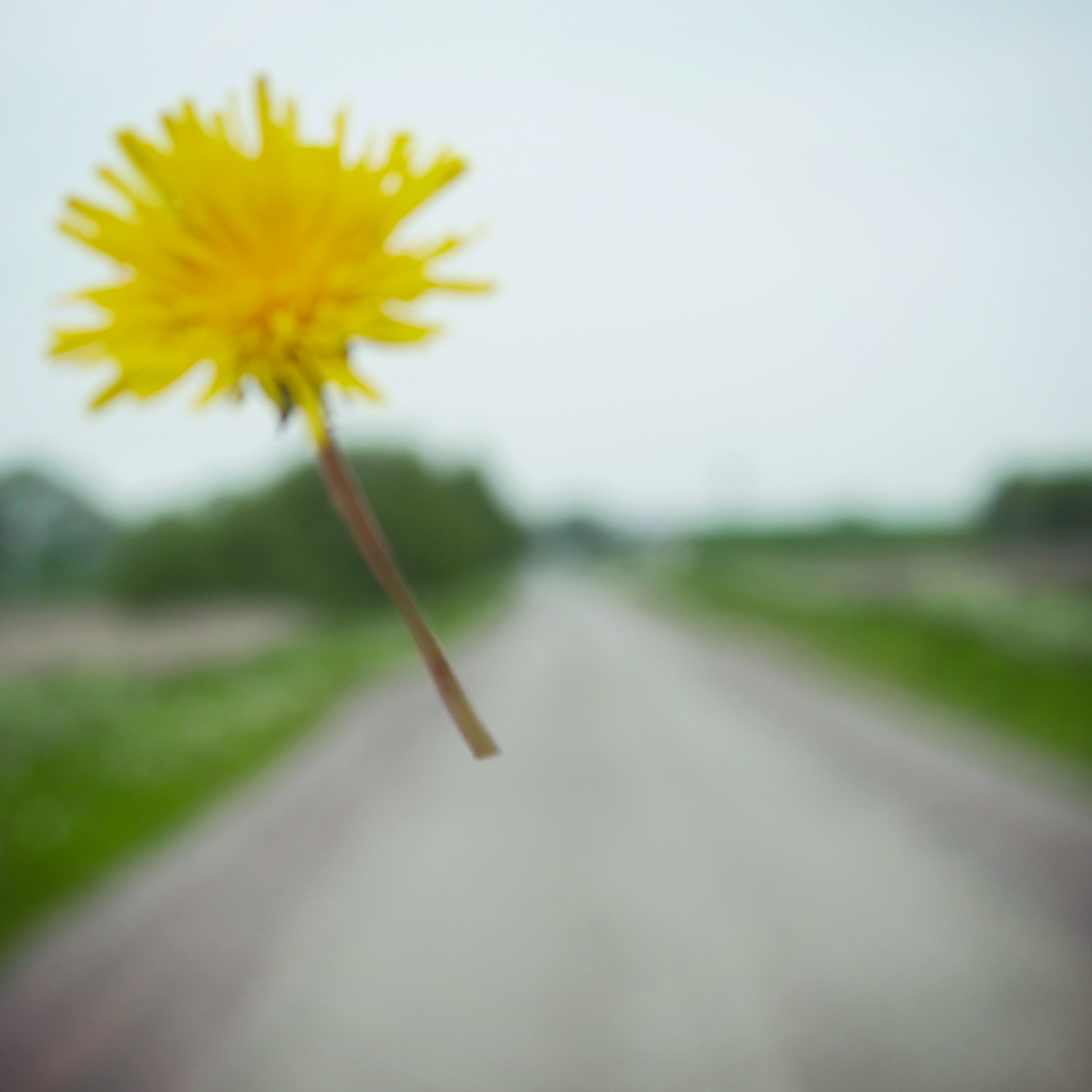 Jessica Kittle – Paardenbloem