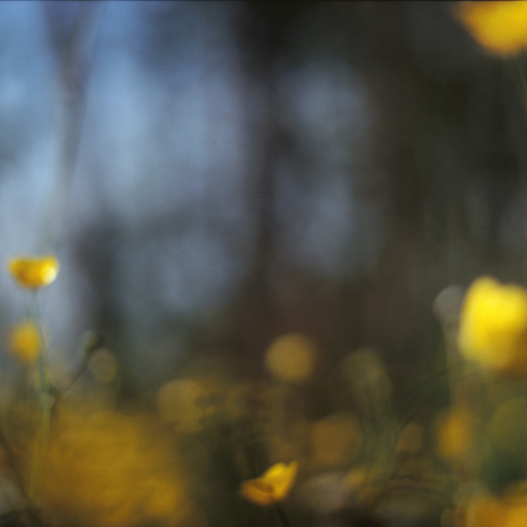 Buttercup – Jessica Kittle