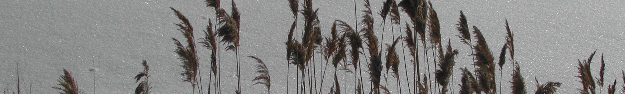 familierecht erfrecht header 2
