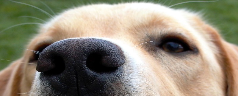 hond neus header