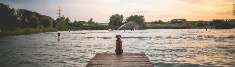 hond op steiger header