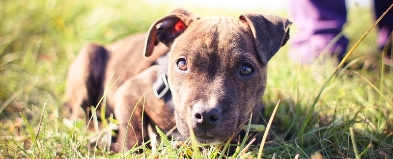 hond puppy header